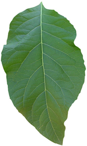 Daun Afrika Selatan