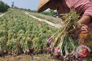 bawang merah brebes