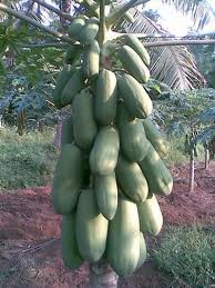 Pepaya California