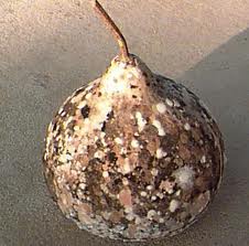 benihn labu