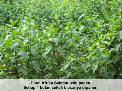 Daun Afrika Selatan usia panen. Setiap 4 bulan sekali biasanya dipanen.