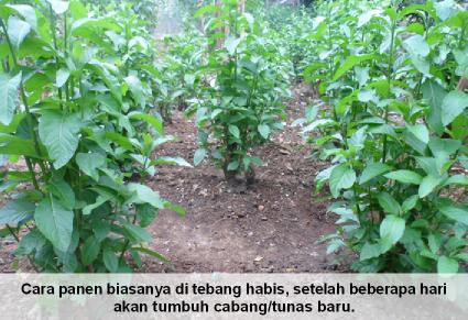 Panen Daun Afrika Selatan