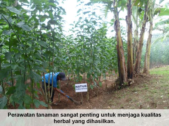 Perawatan kebun daun afrika selatan