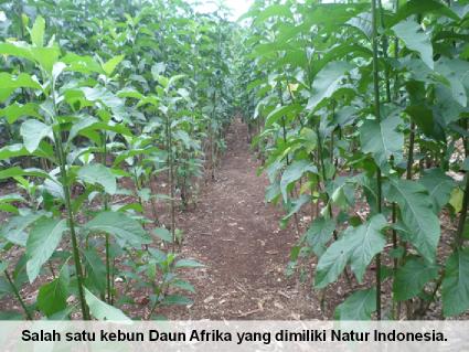 Salah satu kebun Daun Afrika Selatan Natur Indonesia